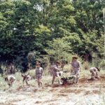 1974年ごろの写真です。ボーイ隊が現高幡教会の場所で畑をやっています。 高幡教会建設前はこの場所は畑だったのです。 多摩動物園のゾウのウンチをもらってそれを肥料にして主にイモを栽培していたように思います。 のどかな時代でした。まさかここに教会が建つとは？